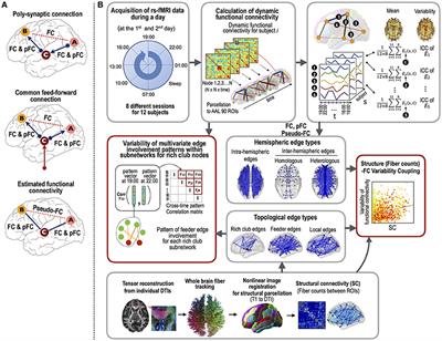 Frontiers | Structural Brain Connectivity Constrains Within-a-Day ...